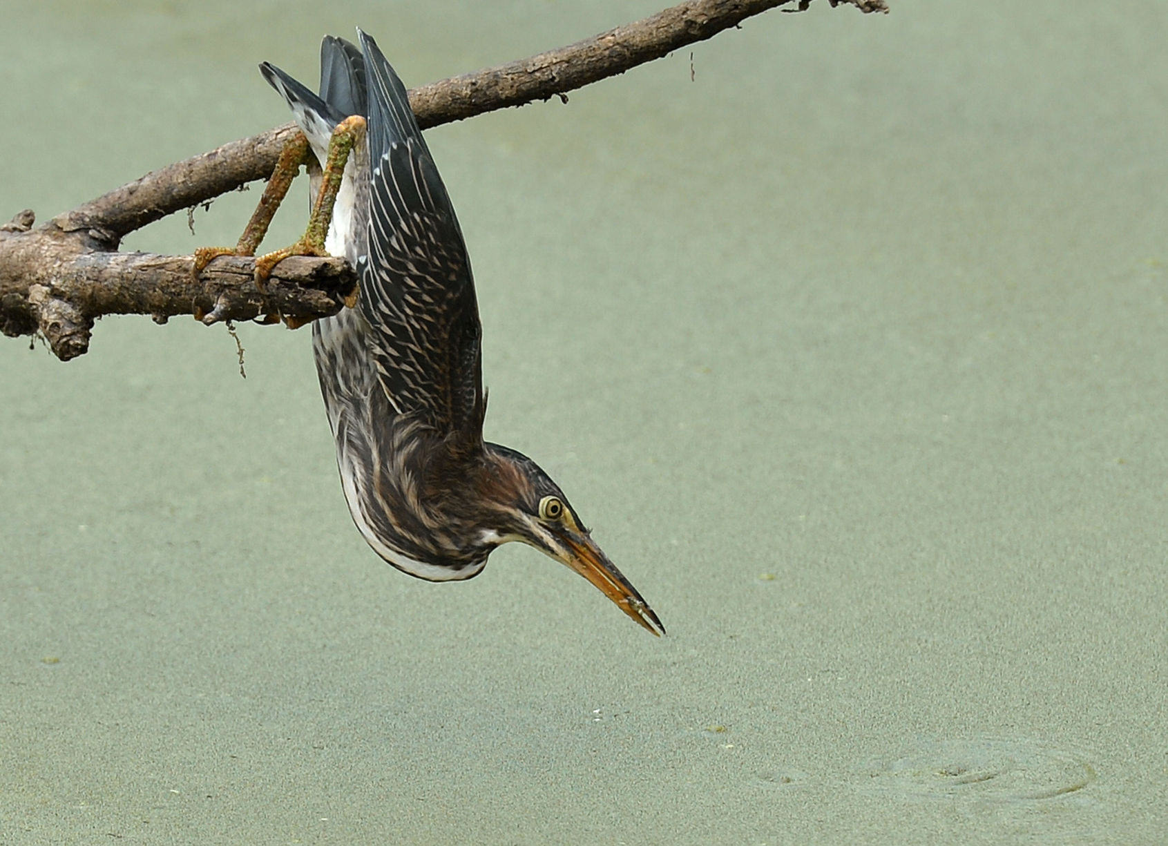 Heron Fishing